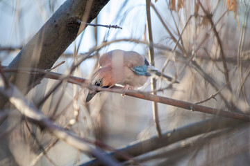 A jay is perched on a metal railing