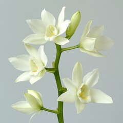 Fototapeta premium white orchid flowers on a green stem