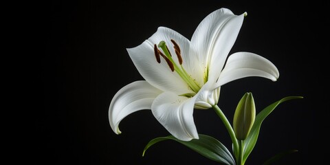 Elegant white lily displayed against a contrasting black background, highlighting the beauty of the white lily while creating a striking visual impact with the pure white lily s delicate petals.