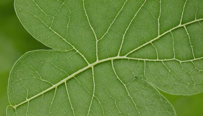 Obraz premium Delicate network of veins in a light green spring leaf