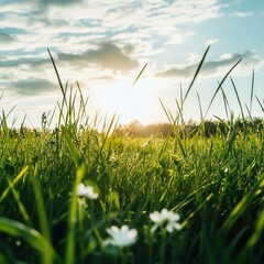 Fototapeta premium sunlit field with tall grass and small white flowers
