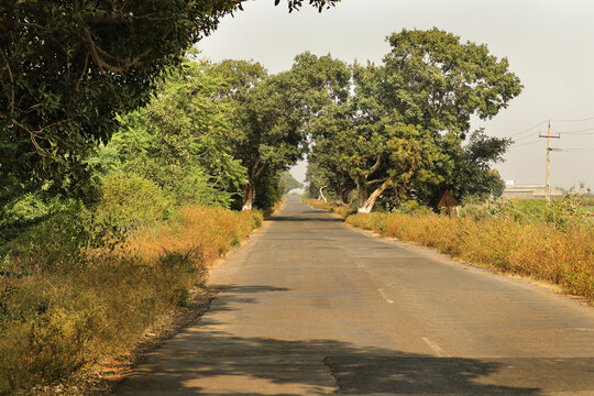 This Photo captured in Indian small village and rural areas in Gujarat India. horizontal empty road, farm land, and lane of electricity pole beautiful village landscape. growing tree on long road.
