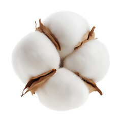 Fluffy cotton bolls isolated on transparent background