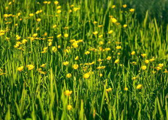 Golden Meadow of Buttercups