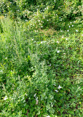 Overgrown Weeds and Wildflowers