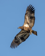 A juvenile American Bald Eagle flying over a lake