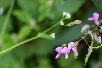油断すると足や靴にいっぱい種子がついてくるくっつき虫　アレチヌスビトハギは意外とピンクできれいな花