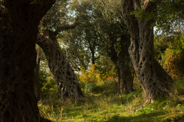 olive grove in Montenegro
