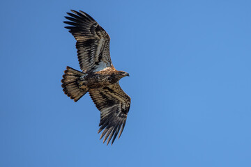 A juvenile American Bald Eagle flying over a lake