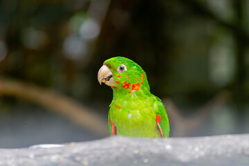 Green-winged Parakeet (Aratinga leucophthalma) perched on a log, showing vibrant green and red plumage against a blurred background. Ideal for biodiversity and nature conservation projects.