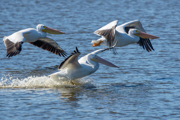 An American white pelican landing on a lake