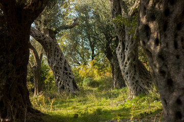 olive grove in Montenegro