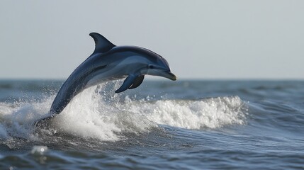 Obraz premium A playful dolphin leaping out of the ocean, its sleek body catching the sunlight
