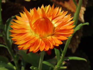 orange flower