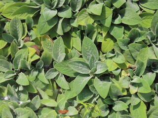 green leaves background