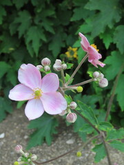 tree blossom