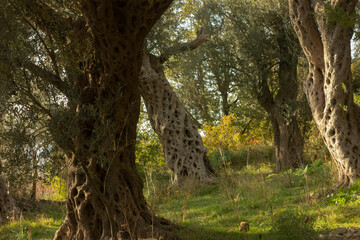 olive grove in Montenegro