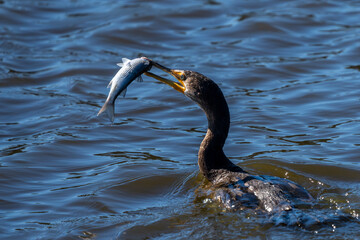A double-crested cormorant  catching a fish for lunch