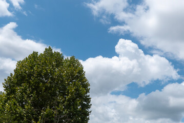 青空にこんもりと丸い木
