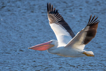 A white pelican flying over a lake