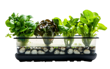 DIY Aquaponics Setup on transparent background PNG.