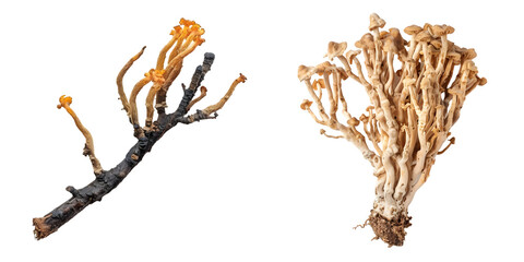 Fototapeta premium Organic cordyceps mushroom. Generative AI.