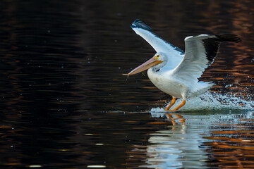 A white pelican landing on a lake