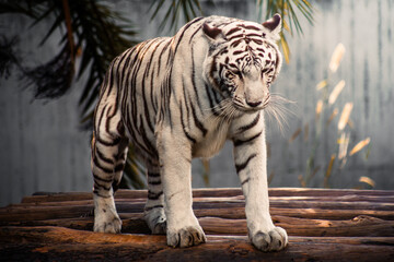 white bengal tiger in zoo