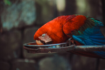 arara vermelha e azul