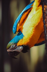 arara azul e amarela