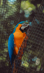 arara amarela e azul