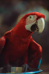 arara vermelha e azul