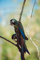 papagaio verde e azul