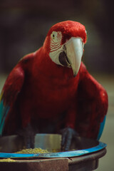 arara vermelha e azul