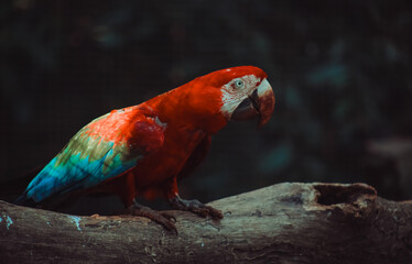 arara vermelha e azul