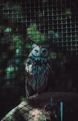 eagle owl in the nest