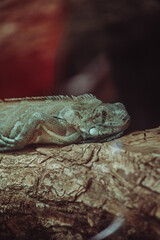 lagarto