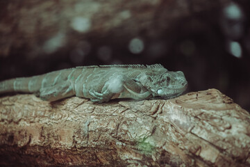 lagarto