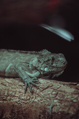 lizard on a tree
