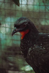 close up of a pheasant