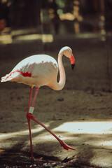 flamingo in the zoo
