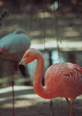 close up of a flamingo