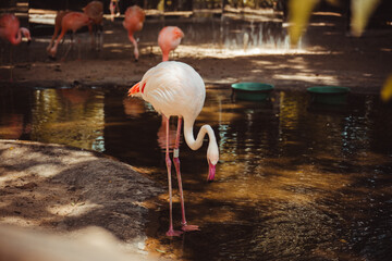 group of flamingos