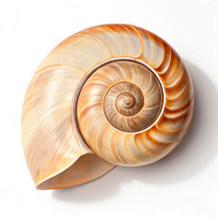 snail shell isolated on white