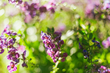 Obraz premium Close up of beautiful Angelonia goyazensis Benth flowers blooming in the garden