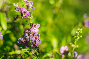 Close up of beautiful Angelonia goyazensis Benth flowers blooming in the garden