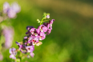 Close up of beautiful Angelonia goyazensis Benth flowers blooming in the garden