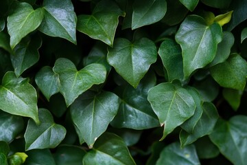 Lush green ivy leaves create a dense, textured background.