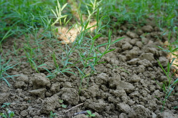 Grass pea plants in close up with a blurry background 