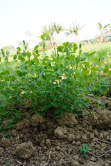 Green peas plants have been planted in the agricultural field